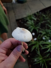 Leucocoprinus cepistipes