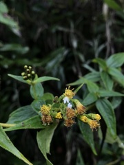 Alloispermum