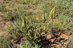 Pachycarpus schinzianus