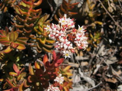 Crassula rubricaulis