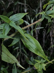 Alloispermum