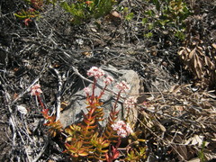 Crassula rubricaulis
