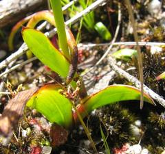 Thereianthus minutus