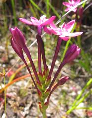 Thereianthus minutus