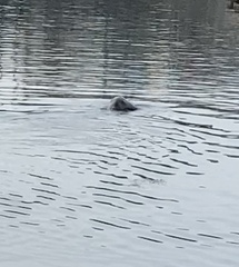 Phoca vitulina