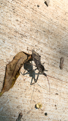 Arilus cristatus