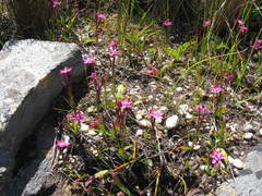 Thereianthus minutus