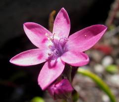 Thereianthus minutus