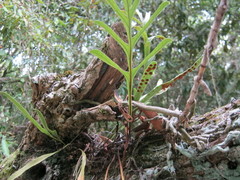 Polypodium ensiforme
