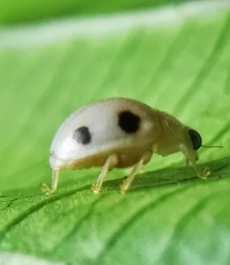 Ortalia