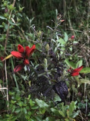 Castilleja fissifolia