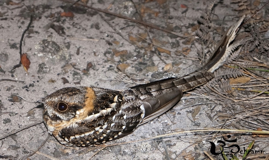 Scissor-Tailed Nightjar