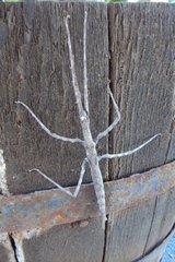 Bactrododema haworthii