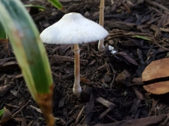 Leucocoprinus cepistipes