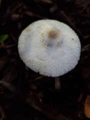 Leucocoprinus cepistipes