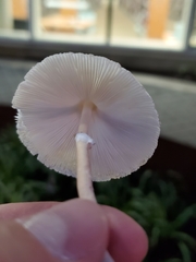 Leucocoprinus cepistipes