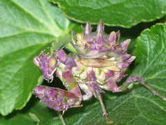 Pseudocreobotra wahlbergi