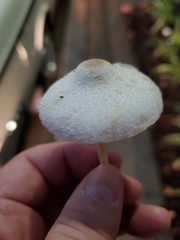 Leucocoprinus cepistipes