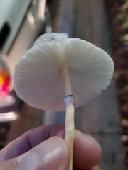 Leucocoprinus cepistipes