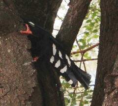 Phoeniculus purpureus marwitzi