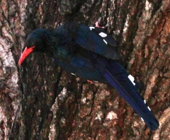 Phoeniculus purpureus marwitzi