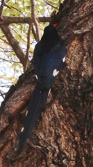 Phoeniculus purpureus marwitzi