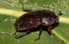 Phenolia grossa