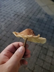 Collybiopsis luxurians