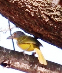 Malaconotus blanchoti hypopyrrhus