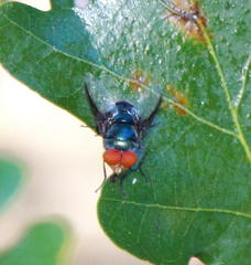 Chrysomya marginalis