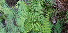 Gleichenia rupestris