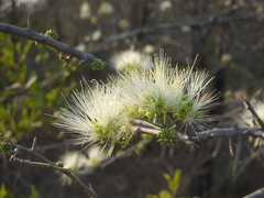 Albizia anthelmintica
