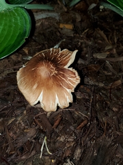 Collybiopsis luxurians