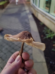 Collybiopsis luxurians