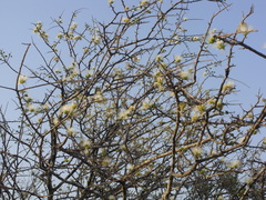 Albizia anthelmintica