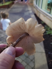 Collybiopsis luxurians