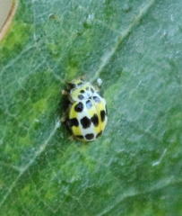 Psyllobora variegata