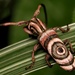 Cerambycidae - Photo (c) Wynand Uys, μερικά δικαιώματα διατηρούνται (CC BY), uploaded by Wynand Uys