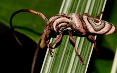 Hypsideroides junodi