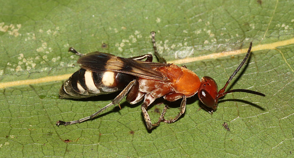 Psorthaspis luctuosa