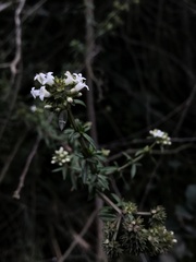 Galianthe bogotensis
