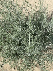 Salsola