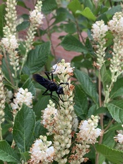 Sphex pensylvanicus