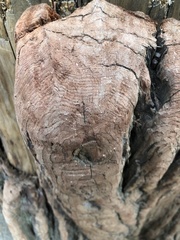 Sequoia