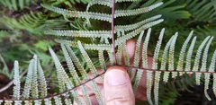 Gleichenia rupestris