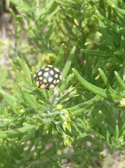 Steganocerus multipunctatus
