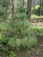 Pinus engelmannii