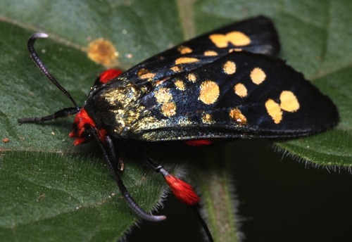Goldspot Burnet