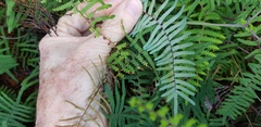 Gleichenia rupestris