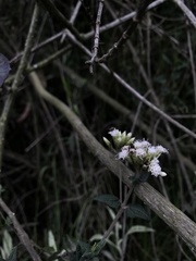 Chromolaena bullata